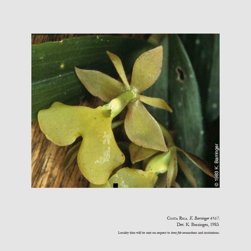 Epidendrum sotoanum